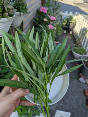 菌ちゃん農法　花壇　収穫