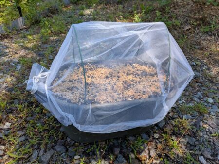 ベビーリーフの種まき　虫除け対策