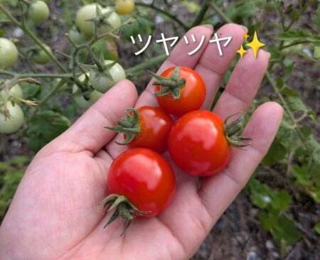 元気なミニトマト