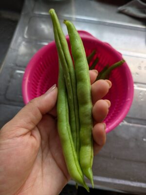 つるなしインゲン　収穫適期を過ぎると硬くなる