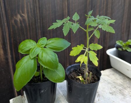 ヨーグルト容器　育てやすい植物