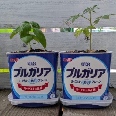 ヨーグルト容器　再利用　プランター