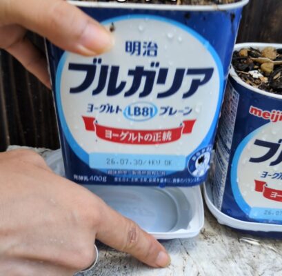 ヨーグルト容器　再利用　プランター　フタは受け皿になる