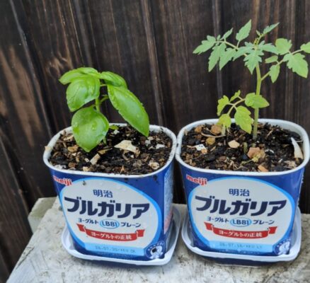 ヨーグルト容器　再利用　０円プランター