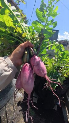 菌ちゃん農法　不織布プランター　大根収穫