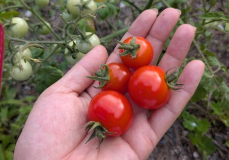 ひょっこりトマトの収穫　７月