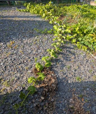 ひょっこりカボチャ　7月