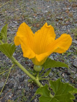 ひょっこりカボチャ　雌花　7月