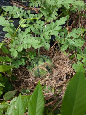 菌ちゃん農法　畑　7月 スイカ