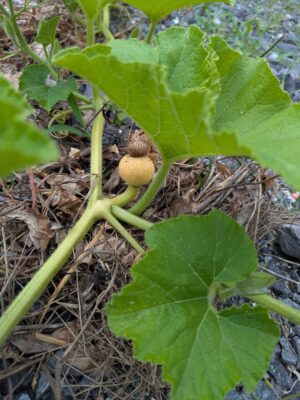 ひょっこりカボチャ　雌花　7月