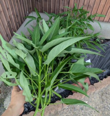 菌ちゃん農法　花壇　空心菜　収穫　８月