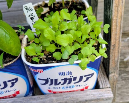 ０円プランター　家庭菜園　作り方