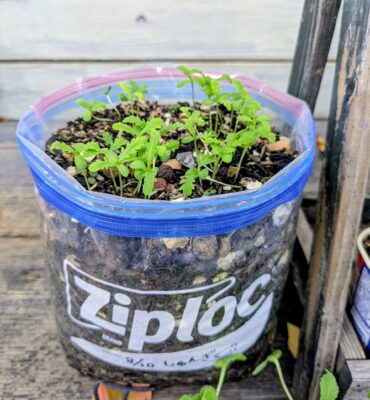 ０円プランター　家庭菜園　作り方　ジップロック