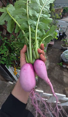 菌ちゃん農法　不織布プランター　大根収穫