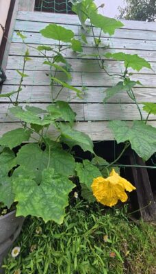 種から育てたヘチマ　7月