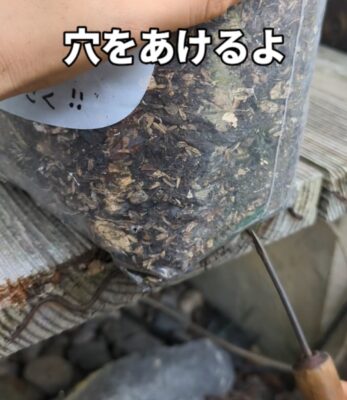 ジップロック　再利用　プランター　作り方