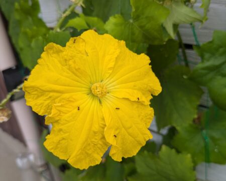 種から育てたヘチマの花