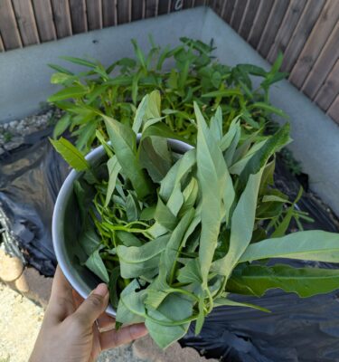 菌ちゃん農法　花壇　空心菜　収穫　８月