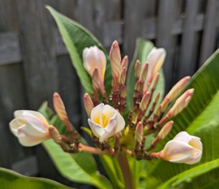 プルメリアの花