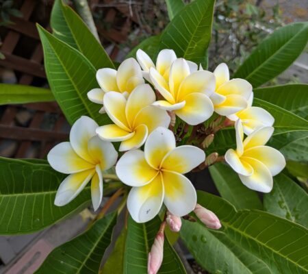 プルメリアの花