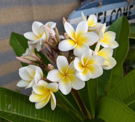 プルメリアの花