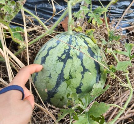 菌ちゃん農法　スイカ